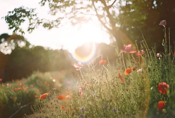 Bahçede yaz çiçekleri