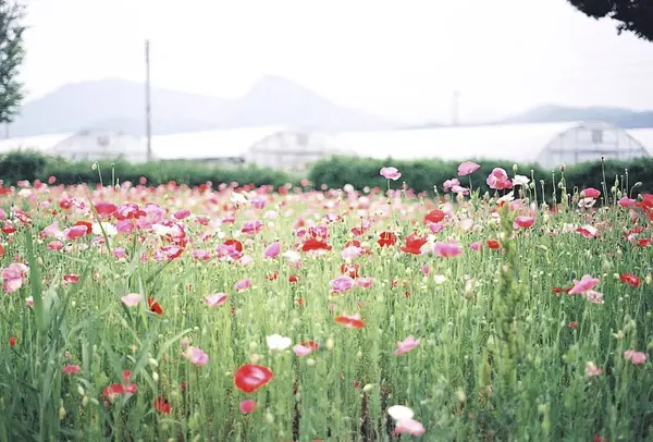 Bahçedeki güzel çiçekler