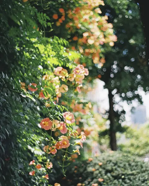 Bahçedeki güzel çiçekler