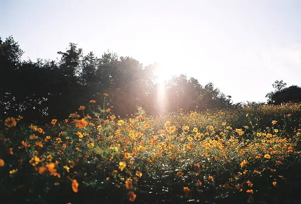 Tarladaki güzel çiçekler