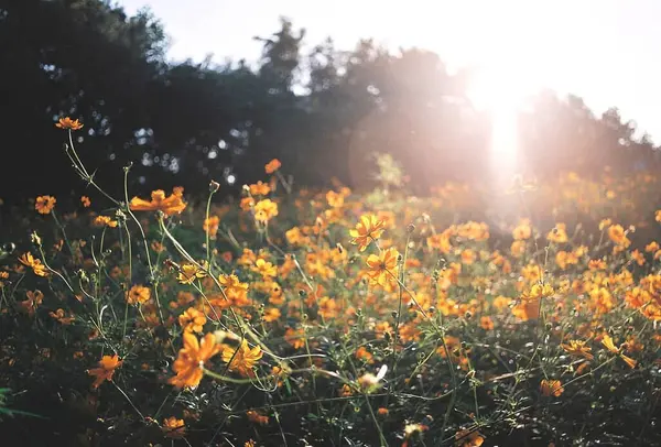Bahçedeki güzel çiçekler
