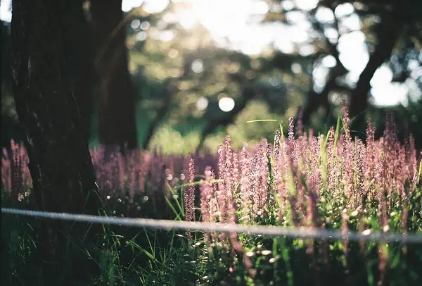Bahçedeki güzel çiçekler