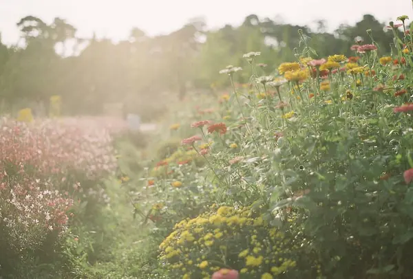 Bahçedeki güzel çiçekler