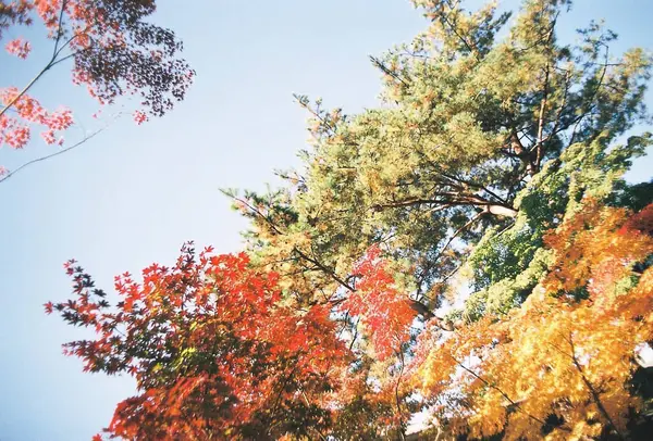 Ormanda sonbahar yaprakları