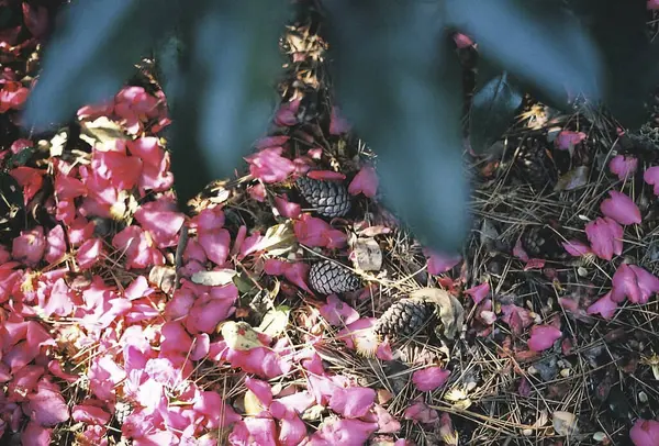 Güzel botanik fotoğrafı, doğal duvar kağıdı.
