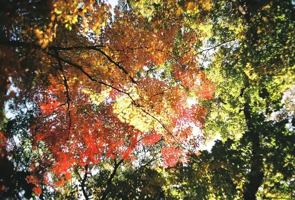 Sonbahar yaprakları, sonbahar bitkileri