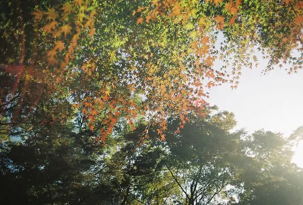 Sonbahar yaprakları sonbahar mevsiminde yapraklanır