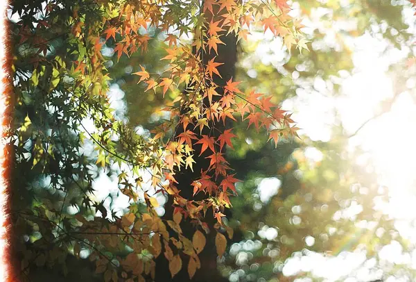 Güzel botanik fotoğrafı, doğal duvar kağıdı.