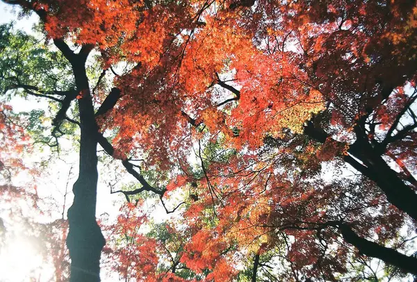 Sonbahar yaprakları parka, sonbahar mevsimi