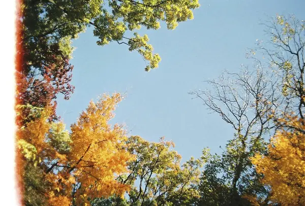 Sonbahar yaprakları, sonbahar çiçekleri doğada