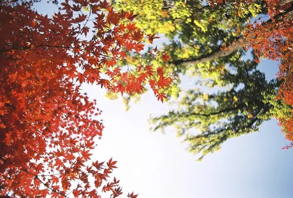Ağaçta sonbahar yaprakları