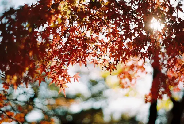 Ormanda kırmızı yapraklar