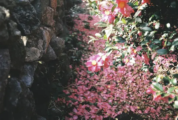 Güzel botanik fotoğrafı, doğal duvar kağıdı.
