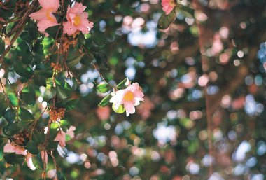 Güzel botanik fotoğrafı, doğal duvar kağıdı.
