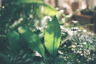 Bahçedeki yeşil bitki