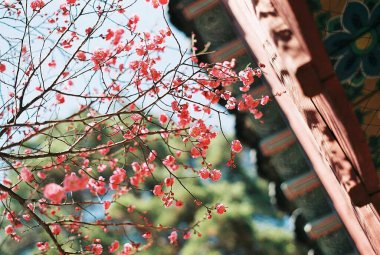 Bahçedeki güzel çiçekler