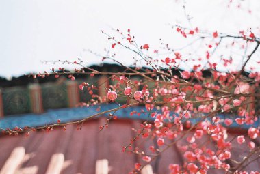 İlkbaharda kiraz çiçeği