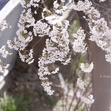 Bahçedeki güzel çiçekler