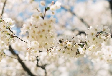 Bahçede beyaz çiçekler