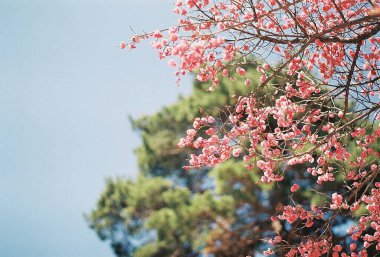 Güzel botanik fotoğrafı, doğal duvar kağıdı.