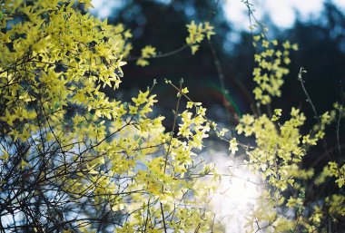 Ağaçtaki güzel bahar çiçekleri
