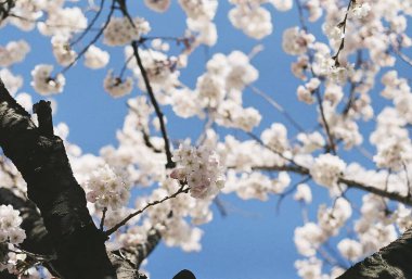 İlkbaharda kiraz çiçeği