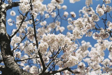 Güzel botanik fotoğrafı, doğal duvar kağıdı.