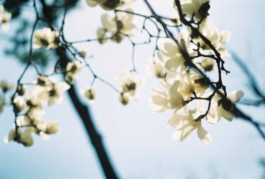 Güzel botanik fotoğrafı, doğal duvar kağıdı.