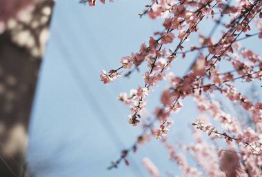 Bahçedeki pembe sakura çiçekleri