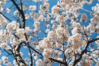 Bahçedeki güzel çiçekler