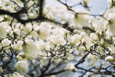 Bahçedeki bir ağacın beyaz çiçekleri
