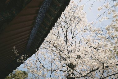 İlkbaharda güzel kiraz çiçekleri