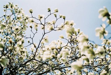 Güzel botanik fotoğrafı, doğal duvar kağıdı.