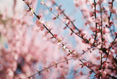 Bahar çiçekleri, flora ve fauna
