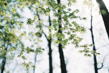 Ormanda yeşil yapraklar