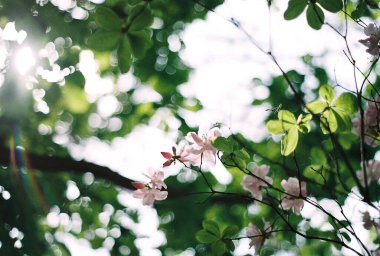 Bahçede bahar çiçekleri