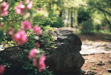 Bahçedeki güzel çiçekler