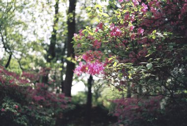 Bahçedeki güzel çiçekler