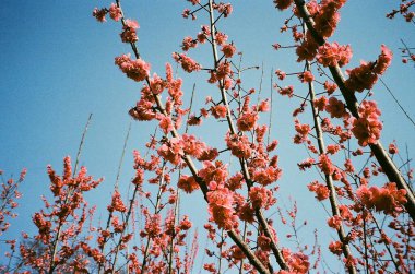 Güzel botanik fotoğrafı, doğal duvar kağıdı.