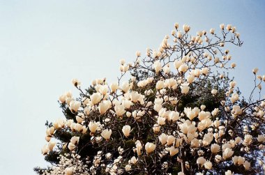 Bahçede güzel bahar çiçekleri