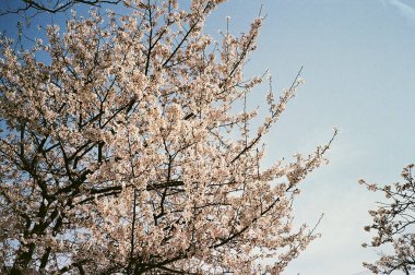 Ormandaki ağaç dalları