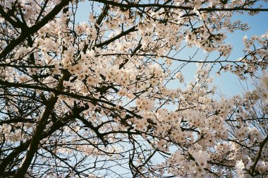 Bahçede güzel bahar çiçekleri