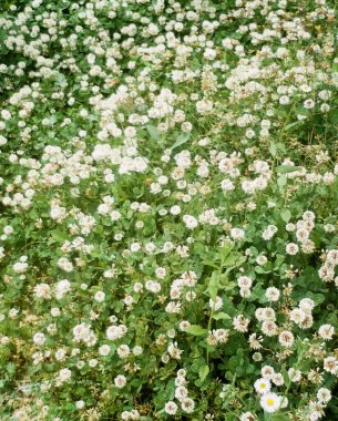 Bahçedeki güzel çiçekler