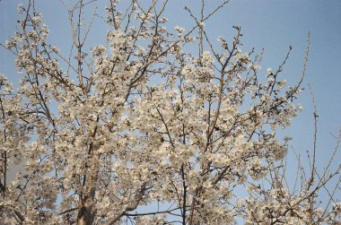 Güzel botanik fotoğrafı, doğal duvar kağıdı.