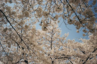 Bahçede güzel bahar çiçekleri