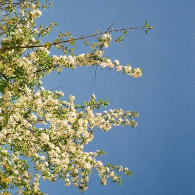 Ağaç dalları, bitki örtüsü ve doğa