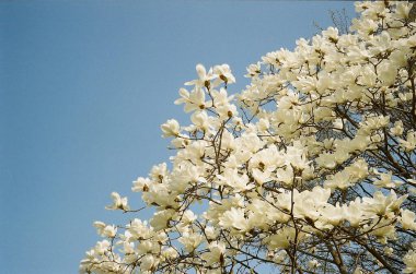 Arka planda beyaz çiçekler olan güzel bir bahar ağacı