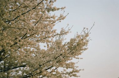 Güzel botanik fotoğrafı, doğal duvar kağıdı.