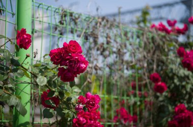 Bahçedeki güzel çiçekler