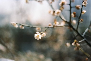 Güzel botanik fotoğrafı, doğal duvar kağıdı.